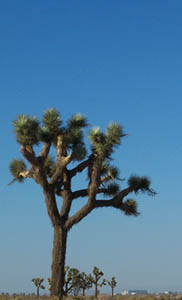 Edwards Joshua Tree